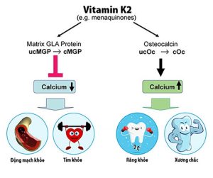Vitamin K2 giúp giảm lượngcanxi trong thành mạch, tăng can-xi trong xương và răng