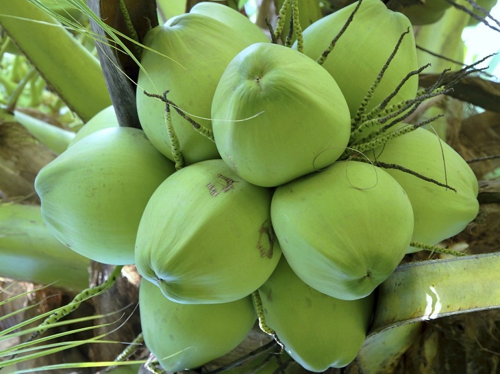 Dừa là trái cây có tính kiềm giúp thanh lọc cơ thể và làm mát gan