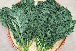 Trong các loại rau tốt cho sức khỏe thì cải kale giàu chất dinh dưỡng nhất,